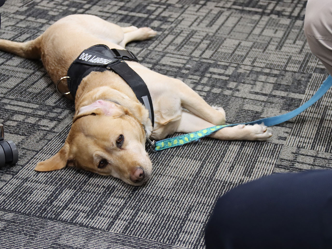 Therapy dog active shooter training